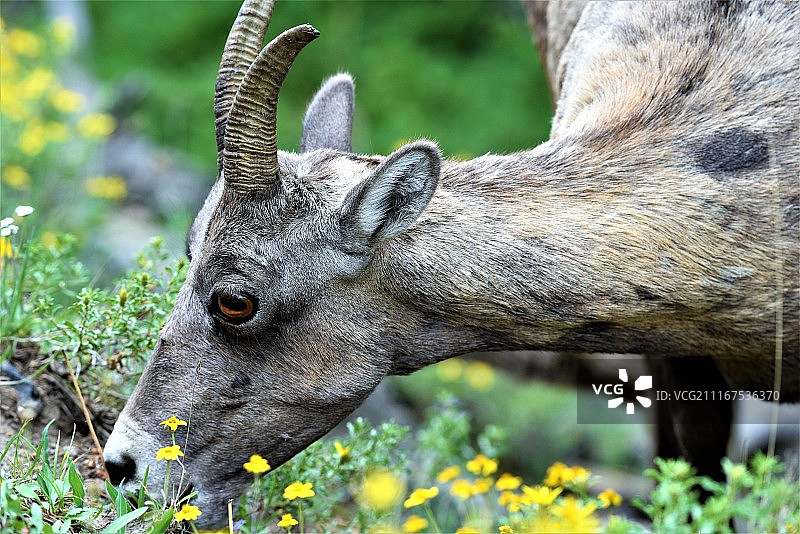 大角羊图片素材