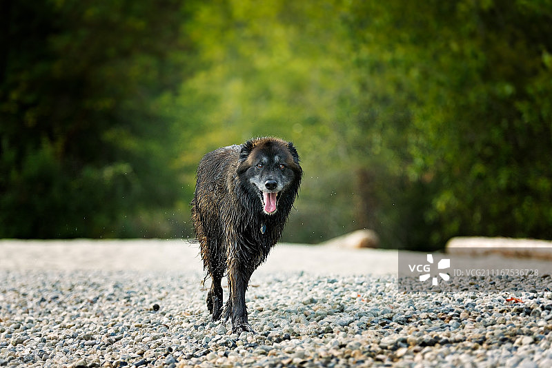 海滩威士忌图片素材
