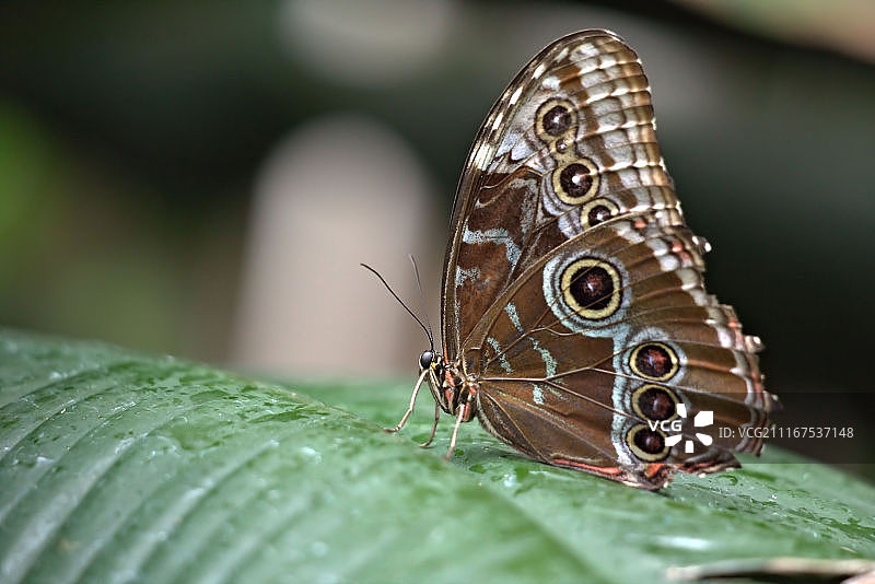 阿喀琉斯闪蝶图片素材
