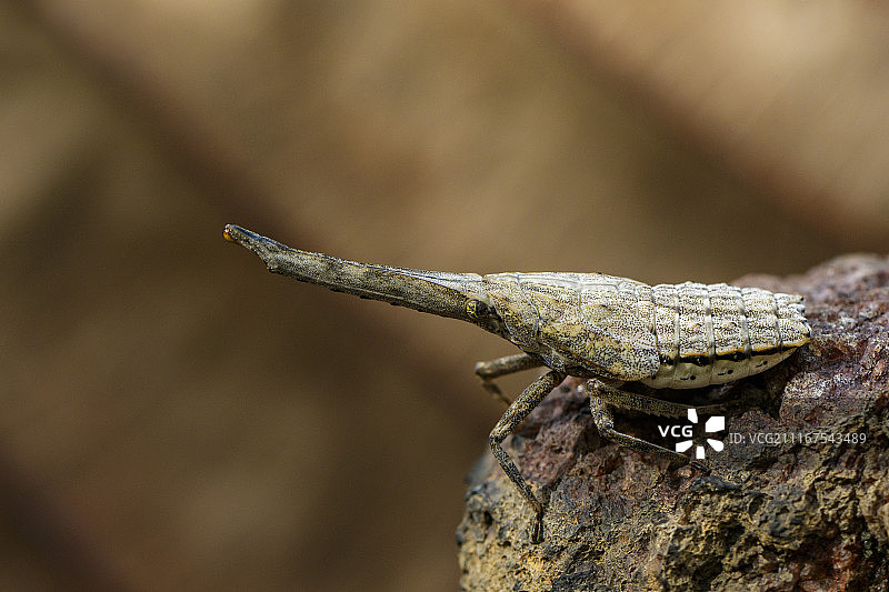 树枝上的 Lantern Bug 或 Zanna Nobilis 若虫图片图片素材
