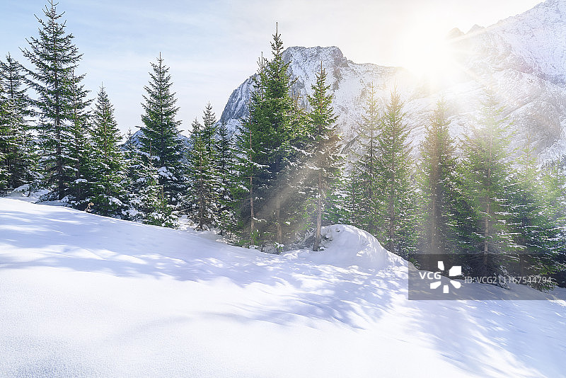 阳光穿透雪山树林图片素材