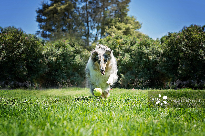 蓝色柯利犬图片素材
