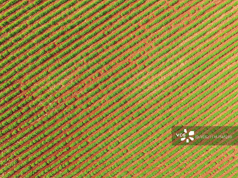 花生航拍图片素材