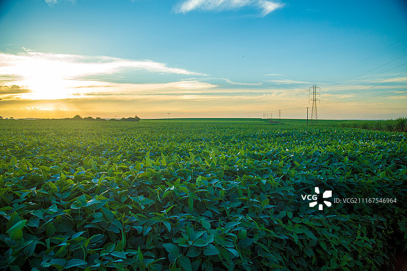 大豆种植园图片素材