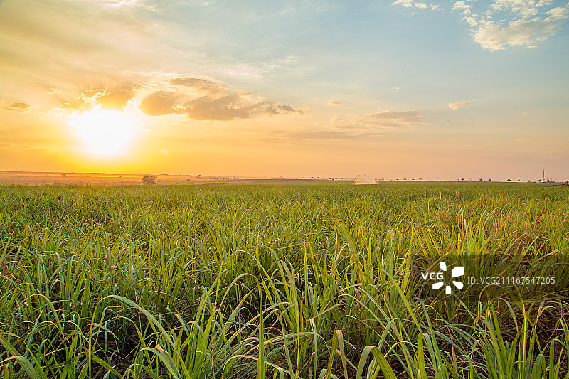 甘蔗日落图片素材