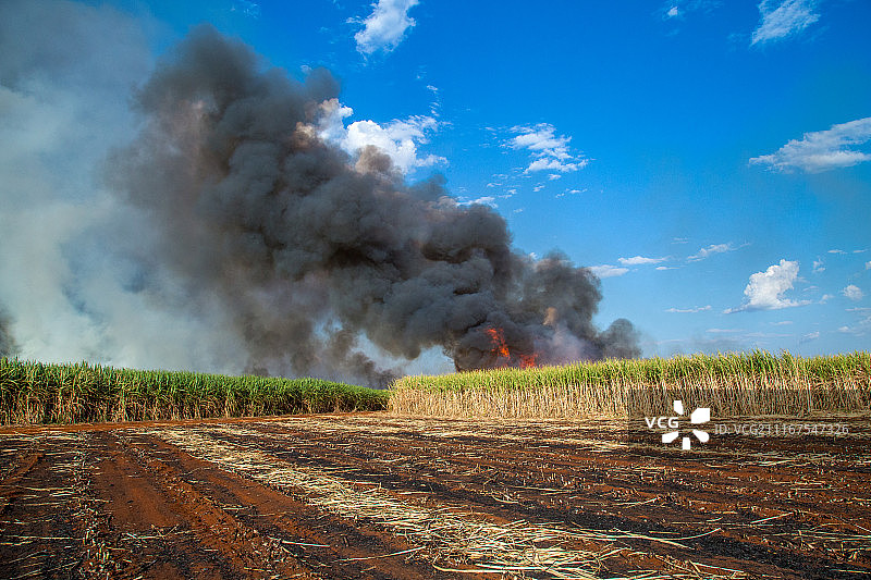 甘蔗种植园与火灾图片素材