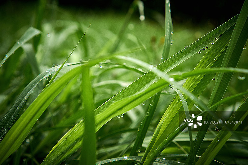 早晨湿润的草地图片素材