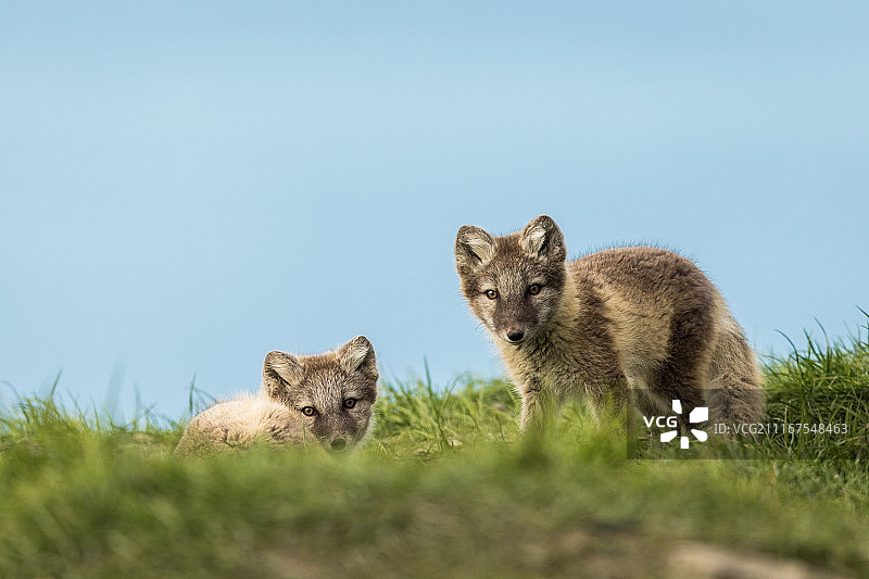 在斯瓦尔巴德绿色草地上休息的北极狐幼崽图片素材