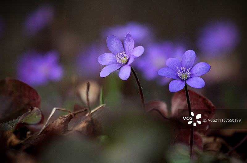 两朵紫罗兰图片素材