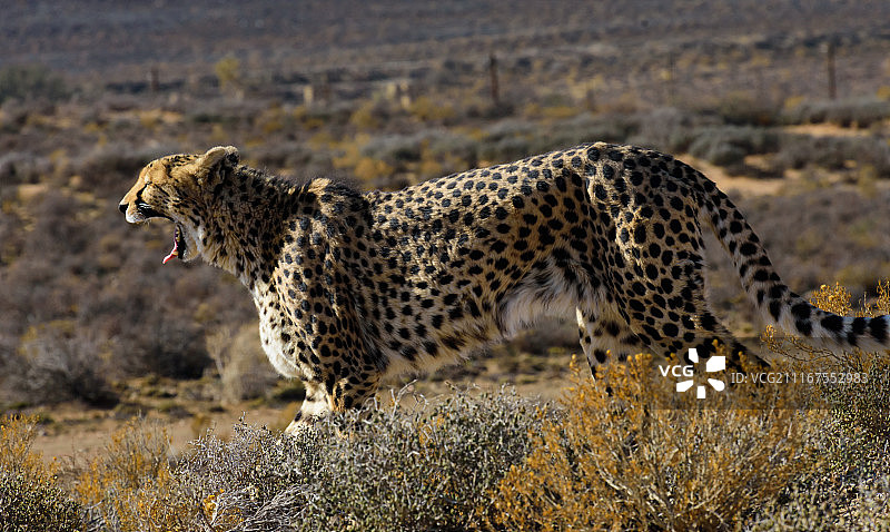 疲惫的猎豹图片素材
