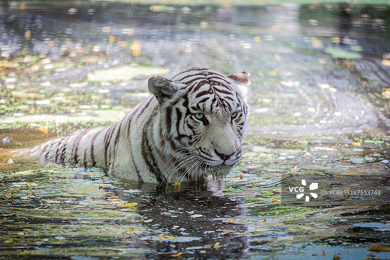 西伯利亚虎图片素材