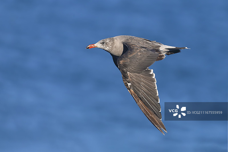 海曼氏鸥图片素材