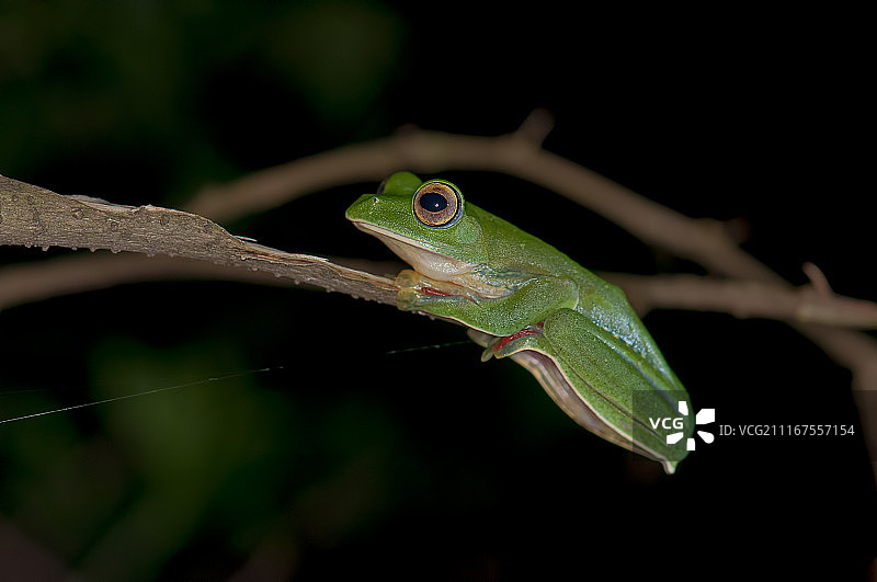 马拉巴尔滑翔蛙图片素材