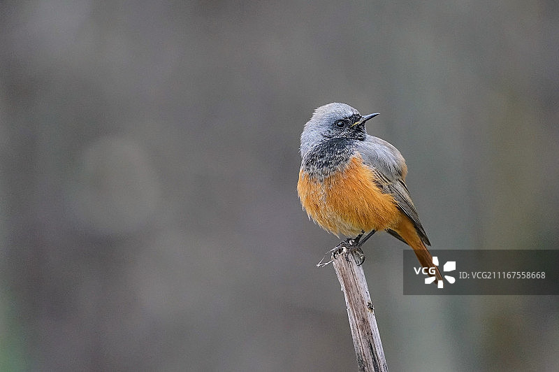 Matti Selänne摄影作品图片素材