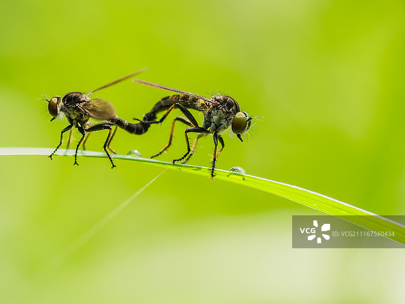 食虫虻图片素材