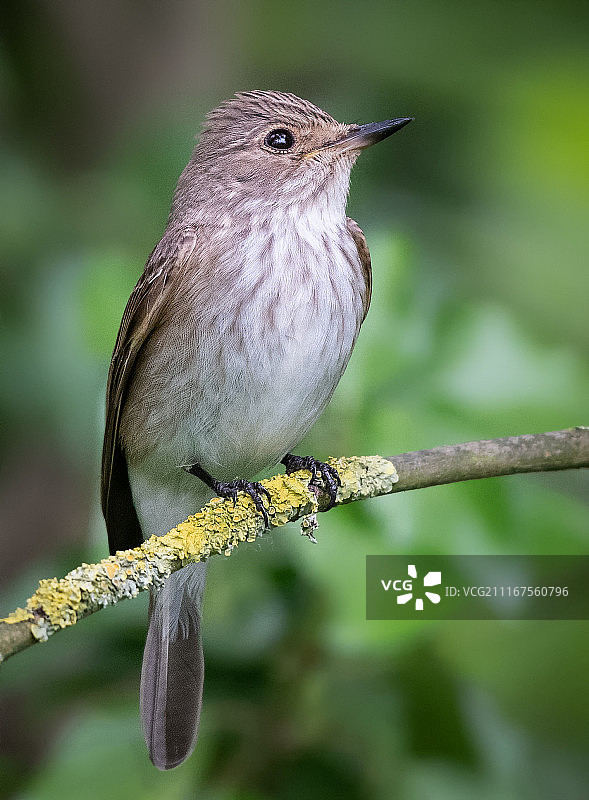 斑姬鹟图片素材