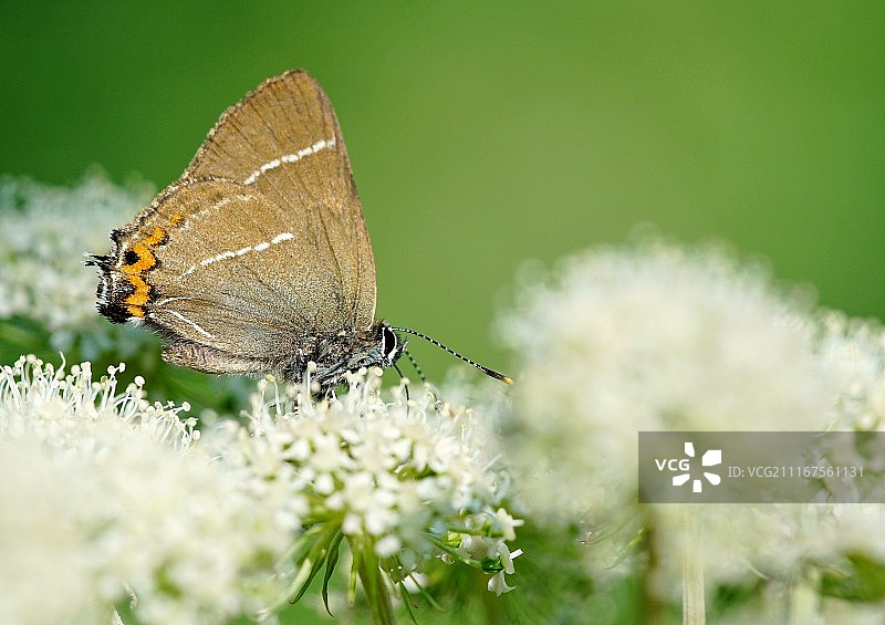 站在花朵上的白字线灰蝶特写图片素材