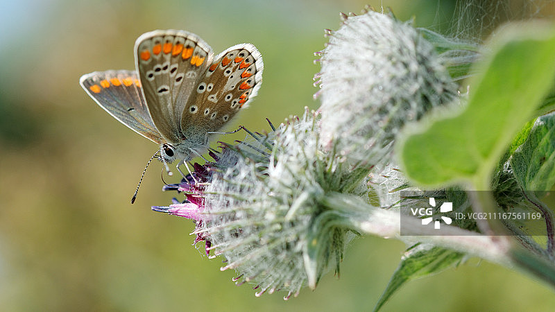 煤灰蝶图片素材