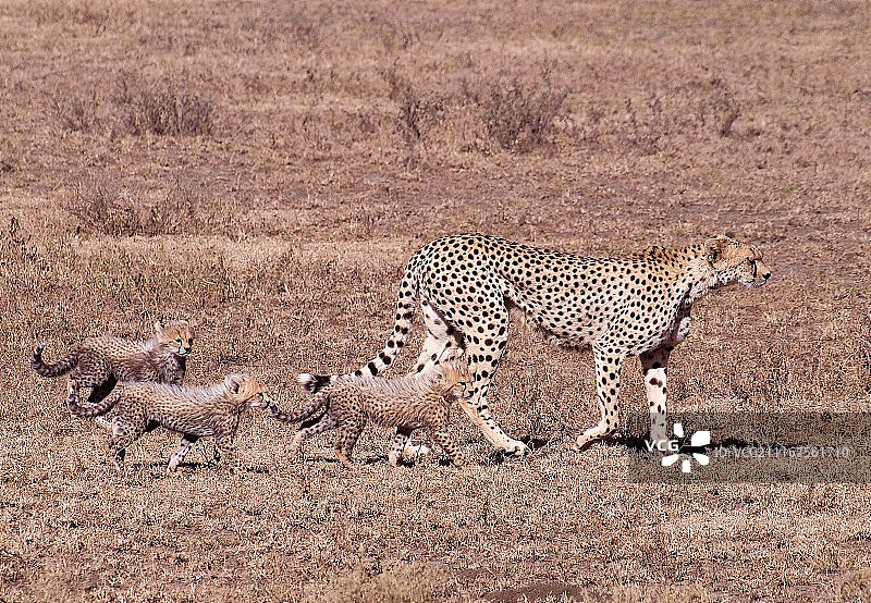 在稀树草原上与幼崽在一起的猎豹图片素材