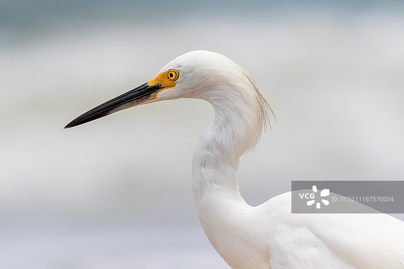 白鹭特写图片素材