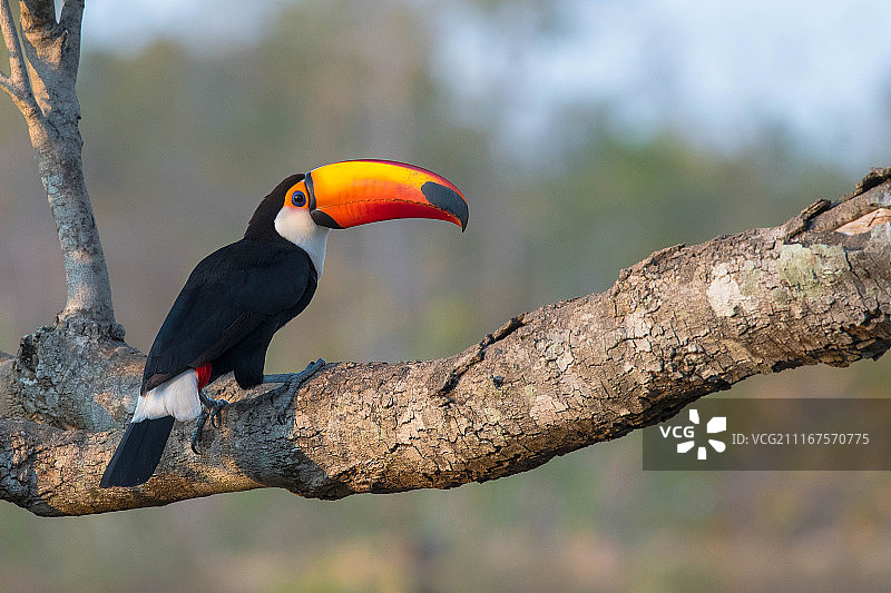 体罚巨嘴鸟图片素材