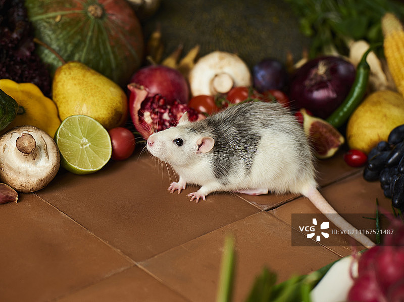可爱装饰鼠与蔬菜图片素材