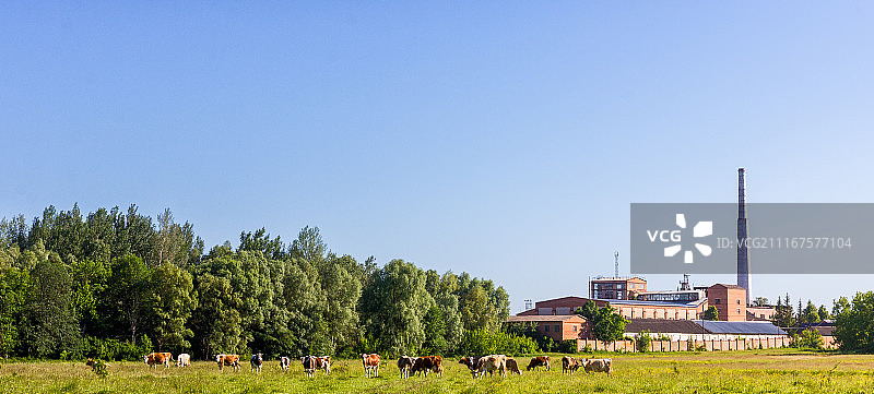 工厂附近的乌克兰奶牛图片素材