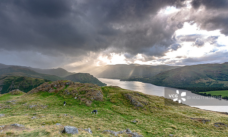 厄尔斯沃特的赫德威克羊图片素材