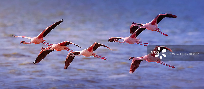 粉色自由图片素材