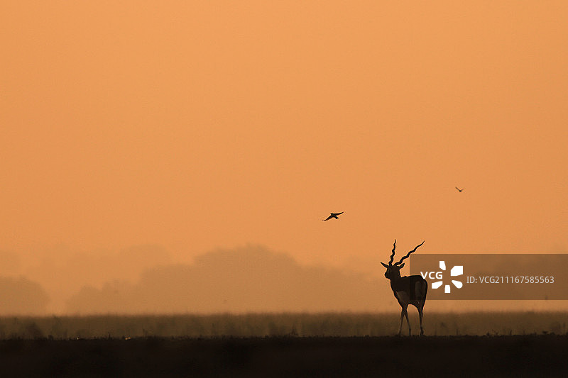 印度黑羚在草原日出时图片素材