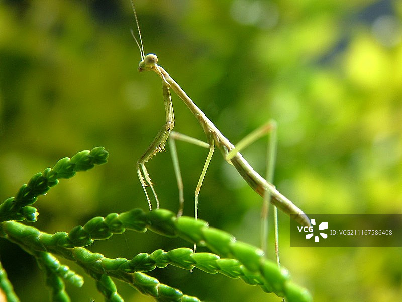 澳大利亚金皮图片素材