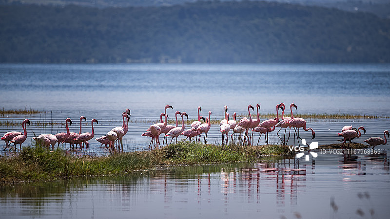 非洲的火烈鸟图片素材