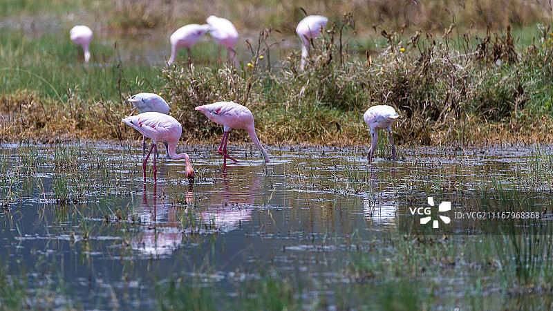 非洲的火烈鸟图片素材