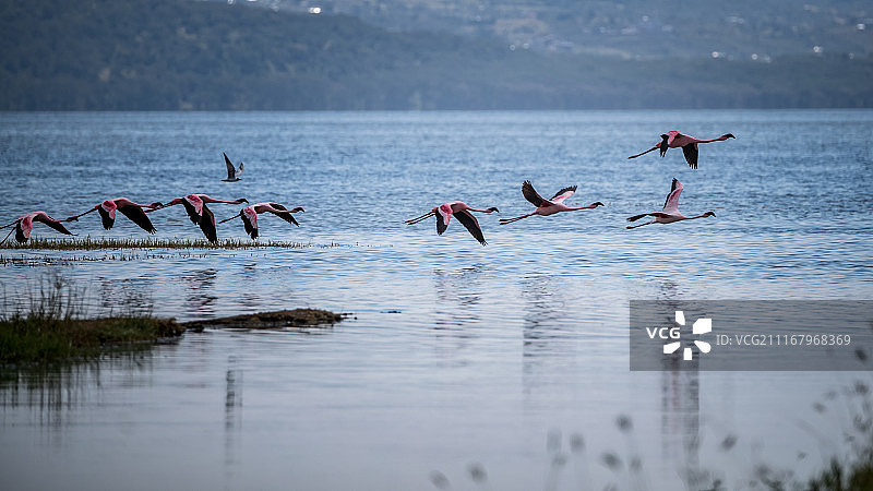 非洲的火烈鸟图片素材