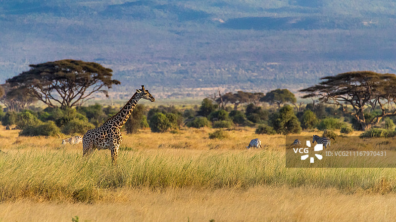 非洲长颈鹿图片素材
