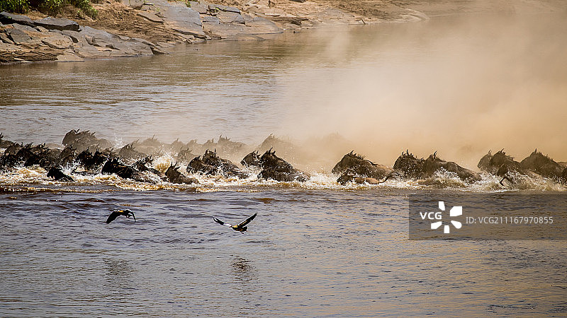 非洲角马过河图片素材