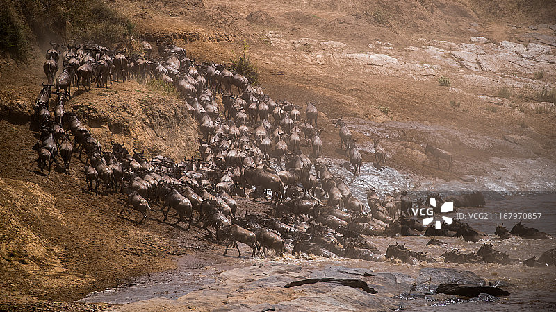 非洲角马过河图片素材