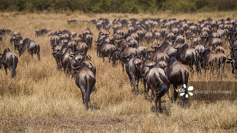非洲角马过河图片素材