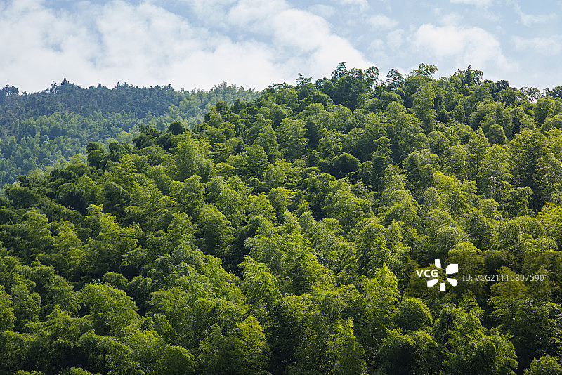 安徽木坑竹海图片素材