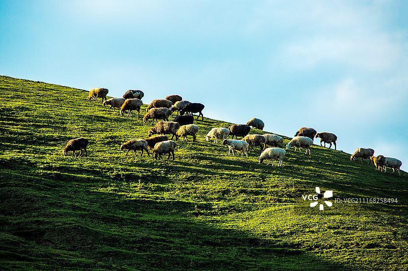 新疆那拉提草原图片素材