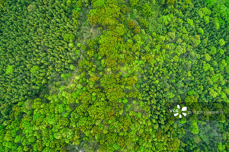垂直角度航拍山顶树林图片素材