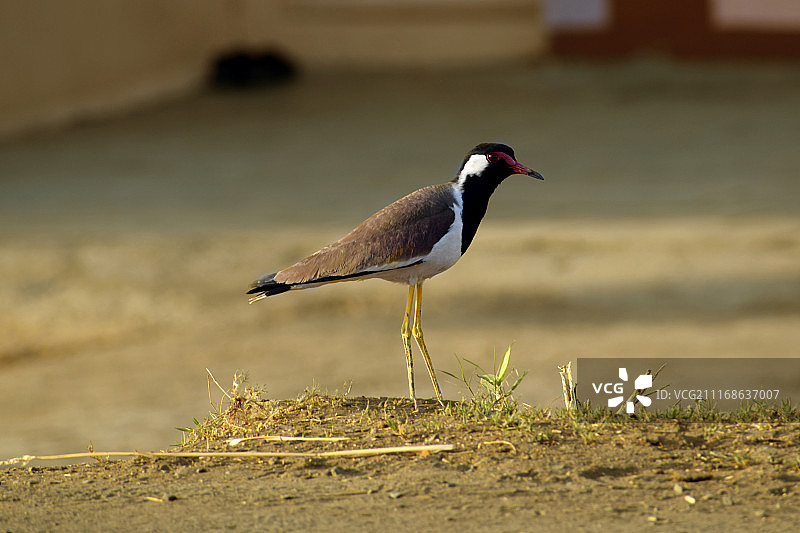 黄垂麦鸡图片素材