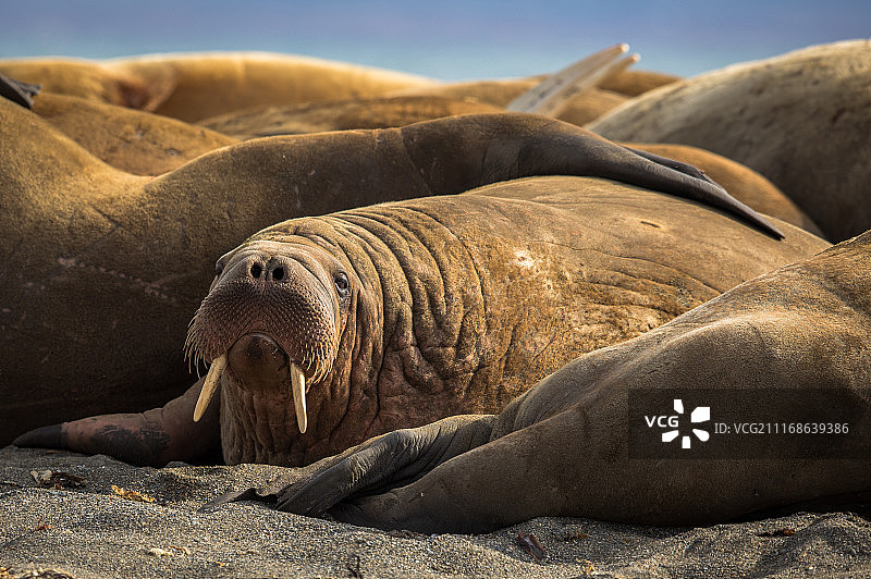 斯瓦尔巴特群岛卡尔王子岛上的一群海象图片素材