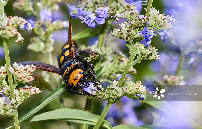 巨型胡蜂2图片素材