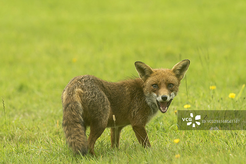 红狐_0000008993704_3图片素材