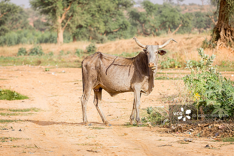 草地上的吃草时光图片素材