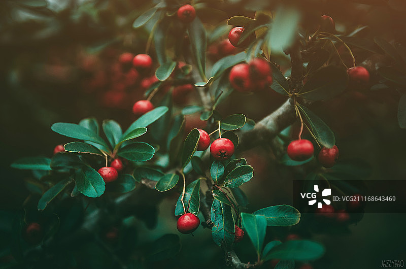 绿叶灌木上生长的红浆果图片素材