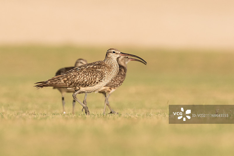 刚毛腿杓鹬图片素材