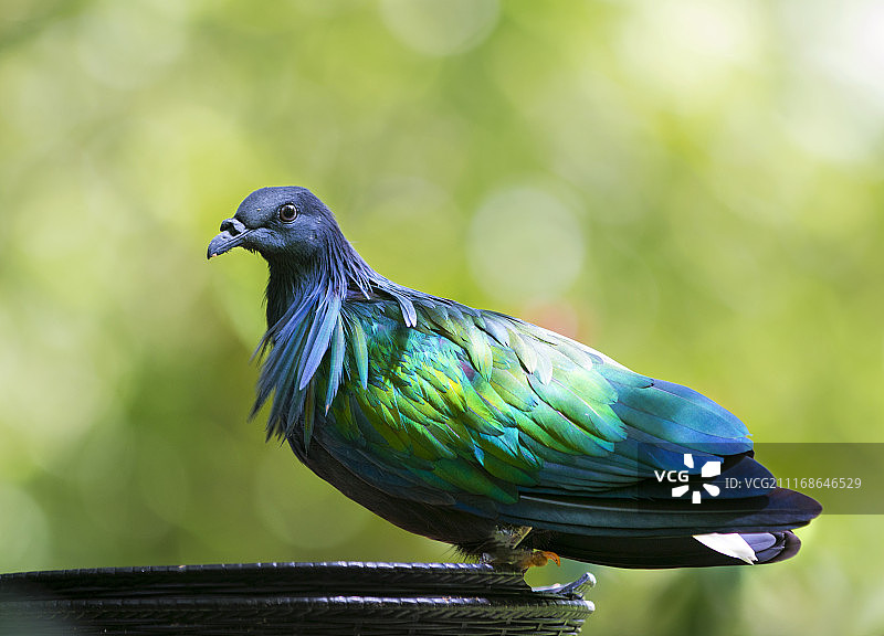 尼科巴鸠图片素材