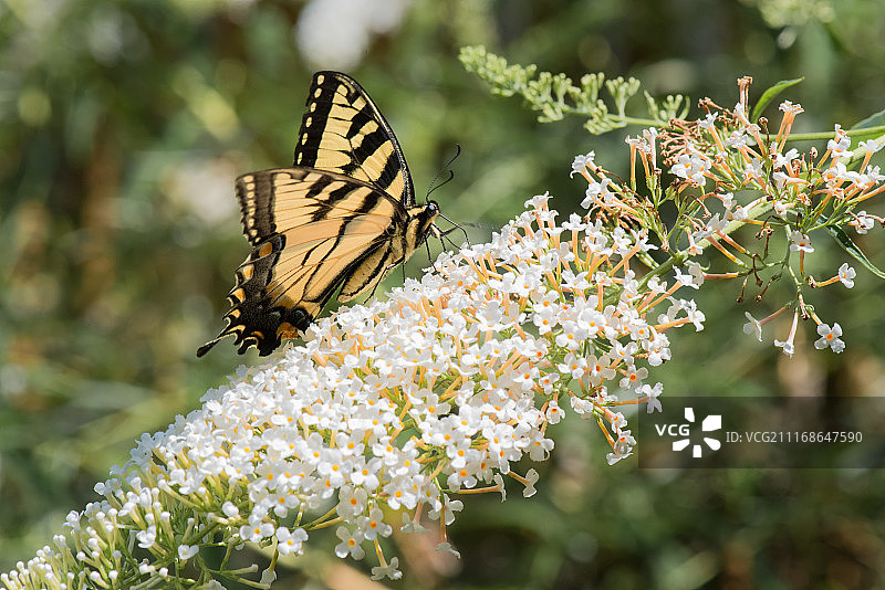 黄凤蝶图片素材